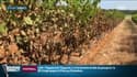 "Je n'ai jamais vu ça", après la canicule, les vignerons du Gard et de l'Hérault constatent les dégâts