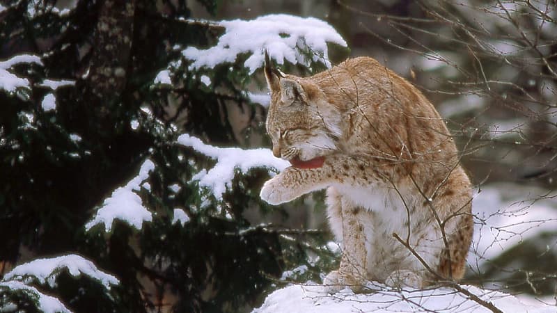 Un lynx boréal photographié dans les Vosges en janvier 2004