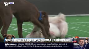 Le "Puppy Bowl", l'évènement canin qui vole la vedette au Super Bowl, la finale de football américain