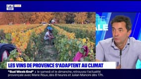 Planète locale du lundi 18 septembre - Les vins de Provence s'adaptent au climat