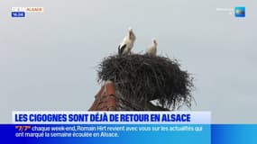 Alsace: les cigognes sont déjà de retour