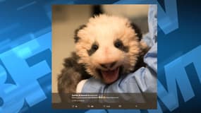 Né en août, le bébé panda devrait doper les fréquentations du zoo de Beauval. 