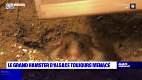 Alsace: des lâchers de grands hamsters, menacés de disparition