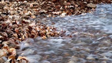 Selon l'Ifremer, les populations de coquilles Saint-Jacques ont battu un record historique cet automne en Normandie et en Bretagne