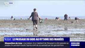 Vendée: ces pêcheurs à pied profitent de la grande marée pour dénicher les palourdes