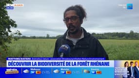 Découvrir la biodiversité de la forêt rhénane cet automne