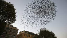 Vol d'étourneau à Ajaccio le 17 novembre 2020