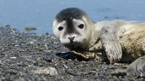 Un bébé phoque a été retrouvé sur une plage de l'île de Noirmoutier - Jeudi 7 janvier 2016 - Photo d'illustration