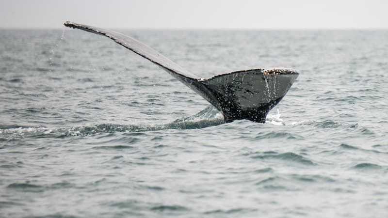 Australie: une collision entre un bateau et une baleine fait un mort et un blessé