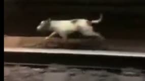À Paris, le trafic de la ligne 13 fortement perturbé à cause... d'un chien