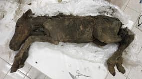 Le poulain mort a été découvert dans un état de conservation exceptionnel.