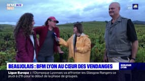 Beaujolais: les vendanges ont commencé