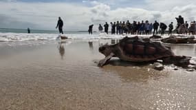Des tortues relâchées à Saint-Clément-des-Baleines (île de Ré). 