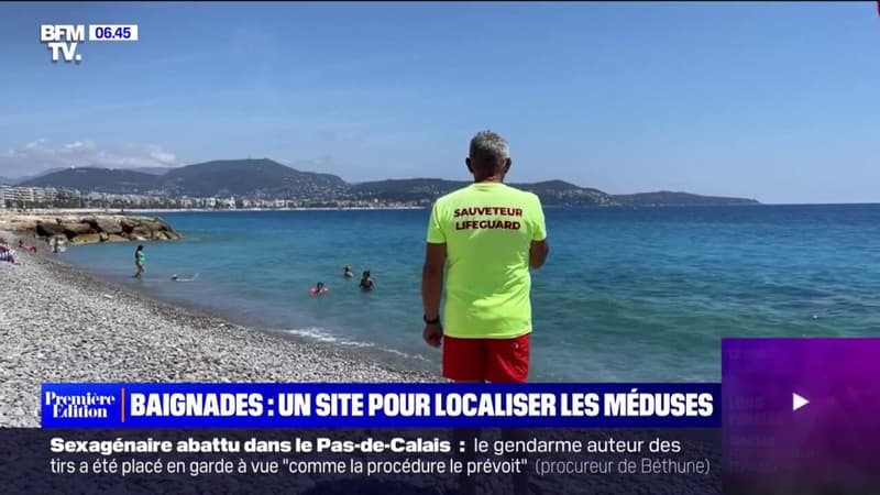 Alpes-Maritimes: une carte participative vous indique sur quelles plages se trouvent des méduses