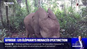Afrique: les éléphants menacés d'extinction - 26/03