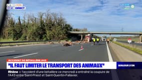 Accident A43: pour cet avocat, le transport des animaux vivants devrait être interdit