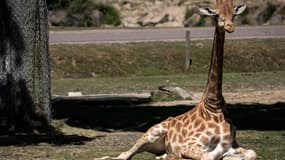 Une jeune girafe en mai, dans le parc safari du zoo de Thoiry