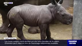 Image rarissime ! Ce petit rhinocéros blanc en voie de disparition vient de naître en Belgique