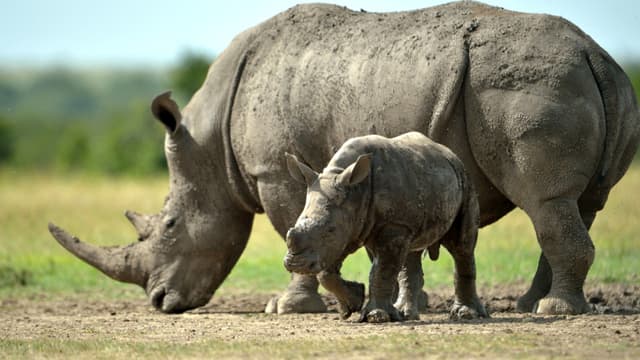 Rhinocéros au Kenya. (Illustration)