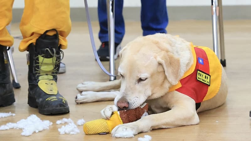 Roger, le labrador qui a sauvé des rescapés du séisme à Taïwan le 3 avril 2024