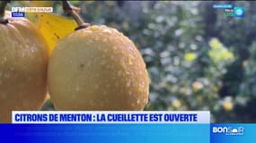 La cueillette des citrons commence à Menton