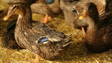 Le ministère de l'Agriculture vient de placer l'ensemble du territoire en "risque élevé" pour la grippe aviaire. (Photo d'illustration)