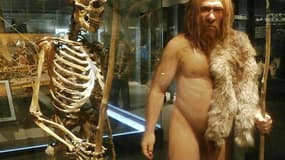Le squelette d'un homme de Néandertal et sa modélisation au musée des Sciences naturelles de Tokyo, au Japon (Photo d'illustration)