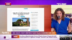 Les histoires de Marguerite Dumont : Des chats vont hériter d'une villa à Cagnes-sur-Mer - 24/07