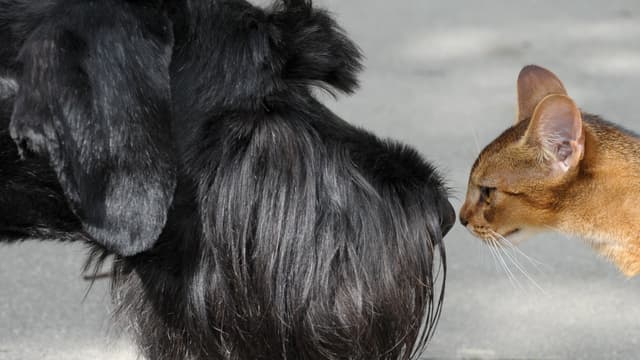 Un chat et un chien - Image d'illustration