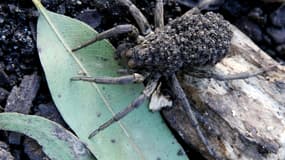 Les araignées-loups transportent leurs œufs sur leur abdomen.