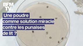 Une poudre comme solution miracle contre les punaises de lit ? 