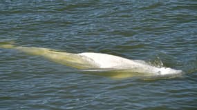 Un béluga, repéré dans la Seine, nage près d'une écluse, à Courcelles-sur Seine, le 5 août 2022 dans l'Eure