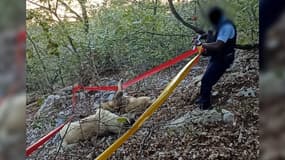 Une enquête ouverte après la mort par balles de deux chiens patous dans les Alpes-de-Haute-Provence.