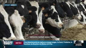 Les restrictions sur la vente de lait levées après l'incendie de l'usine Lubrizol