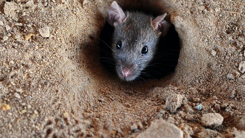 Un rat (photo d'illustration)
