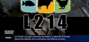 Abattoirs: de nouvelles images insoutenables ont été publiées par les militants de la cause animale