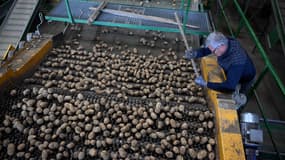 Un employé surveille les pommes de terre sur une table de tri après la récolte dans une coopérative agricole à Geer, dans l'est de la Belgique, le 26 septembre 2025.