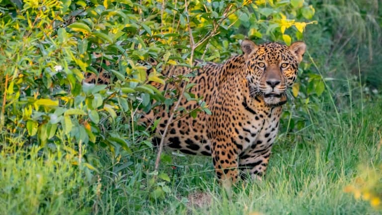 Un jaguar en 2021 (photo d'illustration)