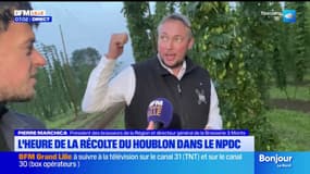 Nord-Pas-de-Calais: l'heure de la récolte du houblon
