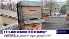Ile-de-France: les espèces menacées à cause du nombre important de ruches?