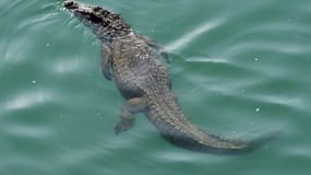 Un crocodile - Image d'illustration