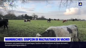 Wambrechies: des associations de défense des animaux dénoncent des maltraitances sur un élevage de vaches