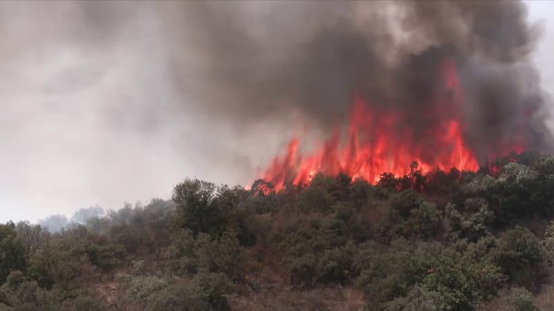 DIRECT. Feux de forêt: 1.650 hectares parcourus, un pompier et un habitant en urgence absolue... L'incendie dans les Pyrénées-Orientales ne faiblit pas