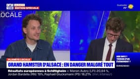 Planète locale du lundi 10 juin - Grand Hamster d’Alsace : en danger malgré tout