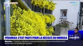 Alpes-Maritimes: la récolte du mimosa a commencé à Pégomas