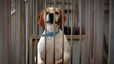 Un chien patiente dans un refuge de la SPA de Gennevilliers