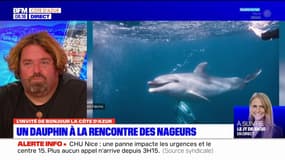 Un dauphin à la rencontre des nageurs