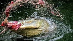 Un crocodile photographié le 29 mars 2010 à Sydney mangeant un poulet