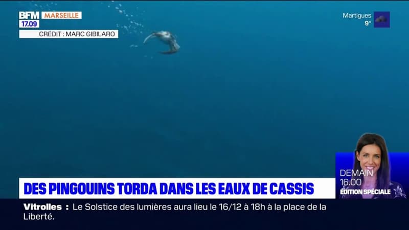 Des pingouins torda observés dans les eaux de Cassis