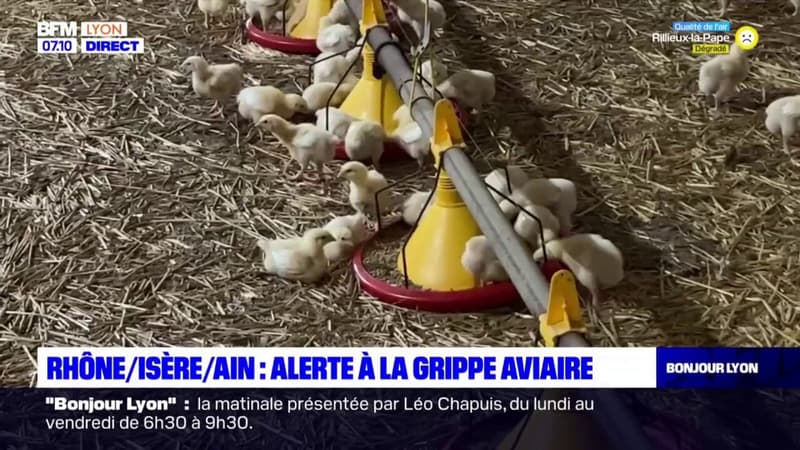 Alerte à la grippe Aviaire dans le Rhône, l'Ain et en Isère